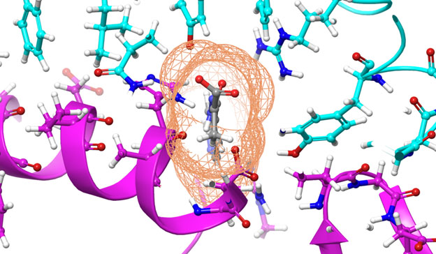 Figure 1. The compound, shown in gray, was calculated to bind to the SARS-CoV-2 spike protein, shown in cyan, to prevent it from docking to the Human Angiotensin-Converting Enzyme 2, or ACE2, receptor, shown in purple. Credit: Micholas Smith/Oak Ridge National Laboratory, US Dept. of Energy. [Courtesy: ORNL] 